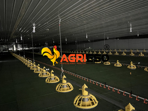 Agrieso nóng bán tự động Gia cầm Gà thức ăn Pan PP Nhựa nguyên liệu màu xanh lá cây 16 lưới trung chuyển cho tất cả các giai đoạn Gà Thịt - Product Image 5