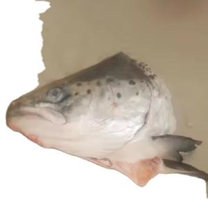 <span class=keywords><strong>Prix</strong></span> bon marché Tête <span class=keywords><strong>de</strong></span> <span class=keywords><strong>saumon</strong></span> congelée à la machine Tête <span class=keywords><strong>de</strong></span> <span class=keywords><strong>saumon</strong></span> <span class=keywords><strong>de</strong></span> l'Atlantique Tête <span class=keywords><strong>de</strong></span> <span class=keywords><strong>saumon</strong></span> congelée - Product Image 5