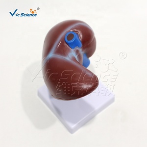 Modelo Anatómico de Hígado Ampliado en PVC con Codificación por Colores de la Vena Portal y Conductos Biliares para Enseñanza Médica, con Certificaciones CE, ISO, ROHS y CNAS - Product Image 2