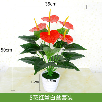 18 têtes, 5 fleurs, Anthurium (avec pot)
