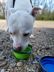 <b>Large</b> Collapsible <b>Dog</b> 34Oz Travel Water Food <b>Bowls</b> Portable Foldable Collapse Dishes With Carabiner Clip Promotion Gifts - Product Image 4