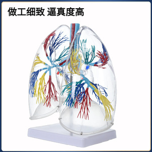 Modèle de poumon, modèle d'anatomie transparente du segment pulmonaire, structure du système bronchique des poumons gauche et droit, enseignement du système respiratoire - Product Image 3