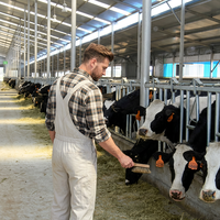 Serrure de cou de vache galvanisée de haute qualité équipement de gestion de ferme laitière serrure de cou de vache durable pour ferme d'élevage