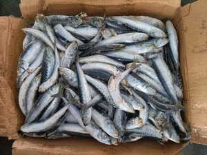 Sardina de punto congelado: Sardina de siete estrellas de gran venta, adecuada para alimentos enlatados - Product Image 6