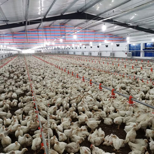 Equipo para aves de corral máquina para hacer piensos para pollos máquina para hacer piensos para aves - Product Image 1