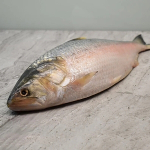 Fourniture en vrac de poisson de rivière rond entier Hilsa congelé de haute qualité de poisson gras argenté pour la vente en gros et la distribution de services alimentaires - Product Image 2
