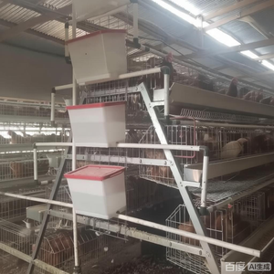 Jaula para Gallinas Ponedoras de 5000 Aves, Diseño Automático para Granjas Avícolas en África, <span class=keywords><strong>Precio</strong></span> de Fábrica - Product Image 4