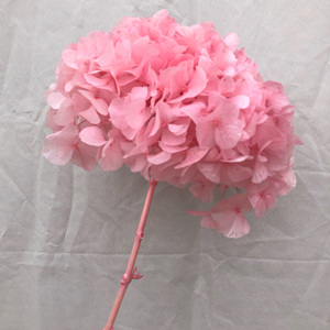 天然绣球花干准备勃艮第绣球花保存真正的新鲜婴儿粉色高端绣球花，用于婚礼活动装饰 - Product Image 6