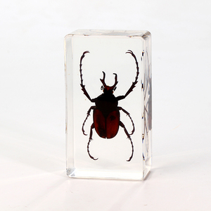 Poids-papier en forme de coccinelle de cerf, spécimen animal, collection de taxidermie, intégré dans un bloc de lucite transparent, spécimen de coccinelle de cerf - Product Image 5