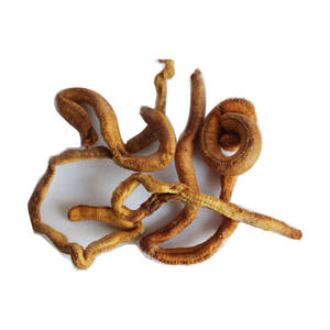 Yüksek kaliteli lugworm kuru worm worm balıkçılık bait deniz balıkçılık cazibesi doğal koku solucan - Product Image 2