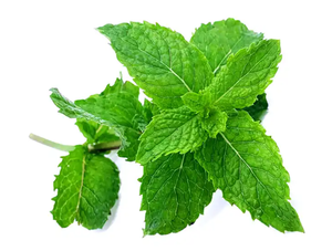 OEM/ODM diskon besar-besaran minyak esensial <span class=keywords><strong>Peppermint</strong></span> kapsul gel lembut pasokan minyak <span class=keywords><strong>Peppermint</strong></span> - Product Image 4