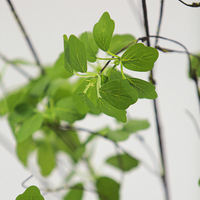 Feuilles artificielles de type Alocasia Lotus de haute qualité pour la décoration d'hôtels, de maisons et les arrangements floraux de Noël et de mariage