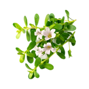 Estratto di erbe naturali prezzo competitivo estratto di <span class=keywords><strong>Bacopa</strong></span> <span class=keywords><strong>Monnieri</strong></span> <span class=keywords><strong>capsule</strong></span> e compresse OEM - Product Image 6