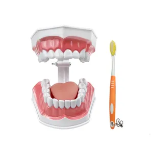 Modelo de Demostración Dental de Dientes Grandes (2 Unidades) con Cepillo de Dientes para Enseñanza, Estudio y Educación en el Cepillado Dental - Product Image 3