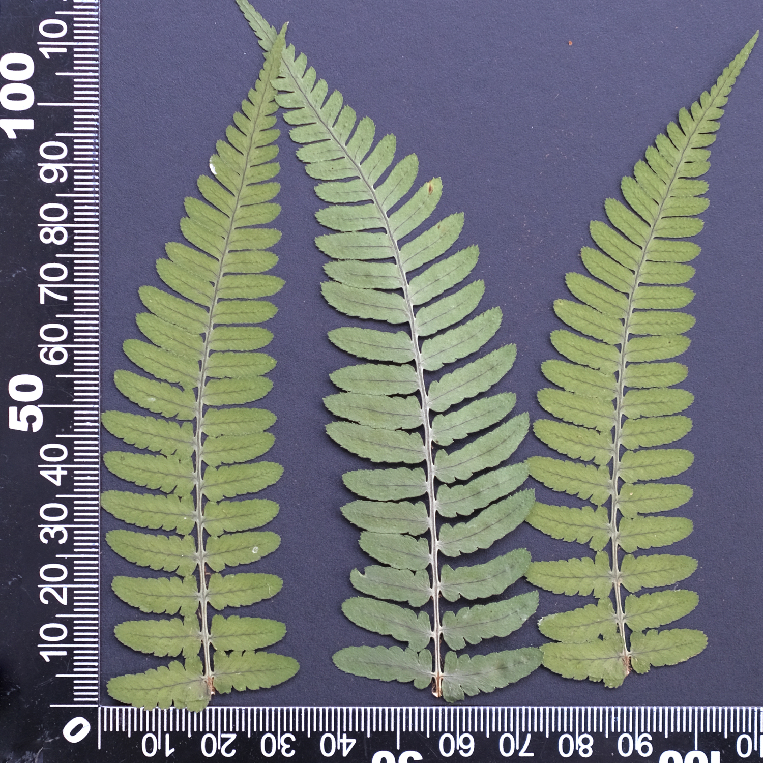 MH688 Scaly-fougère 7-10cm vert 12pcs