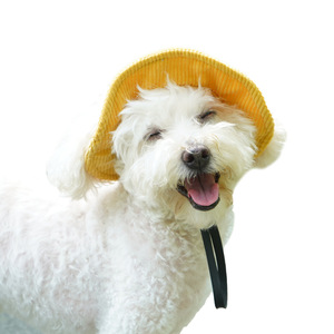 Chongtapet Gorro tipo pescador monocromático con protección solar para perros pequeños, estilo moderno de verano - Product Image 5