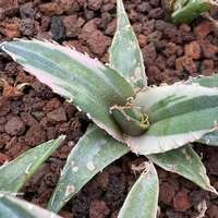 Tanaman Sukulen Hias Agave Titanota Variegated Stok Terbatas Terlaris, Tanaman Indoor Kelas Atas Untuk Dekorasi Meja Pajangan