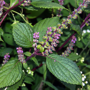 PERILLA SHISO verde - Product Image 1