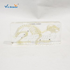 Spécimen de squelette de lapin ; modèle d'enseignement de l'anatomie animale ; outil pédagogique pour les laboratoires scolaires. - Product Image 5