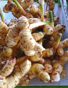 Haute qualité Vietnam bébé gingembre frais naturel jeune gingembre fournisseur en gros exportateur en vrac pour les acheteurs internationaux - Product Image 1