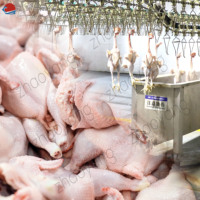 Ligne d'abattage de poulet de 2000 à 10000 par heure ligne complète d'abattage de poulet