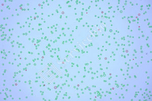 10ML高純度Servicebioブランド細胞生存性テスト生きている細胞染色を数える細胞染色液のためのトリパンブルーステイン - Product Image 3