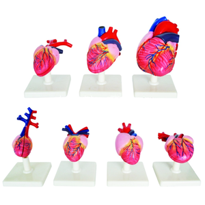 Gelsonlab HSBM-424 Model-Model Otak Vertebrata - Product Image 4