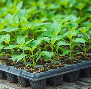 Bandejas de semillero ecológicas 128 agujeros Bandejas de cultivo de <span class=keywords><strong>plantas</strong></span> de vivero para jardinería y agricultura - Product Image 5