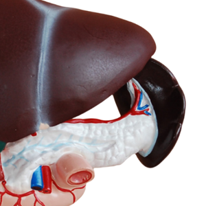 แบบจำลองกายวิภาคไต ตับ ต่อมลูกหมาก ลำไส้ส่วนต้นลำไส้ใหญ่ ADA Medical Science (ADA-310-2/ADA-311) สำหรับการเรียนการสอนกายวิภาคศาสตร์ - Product Image 3