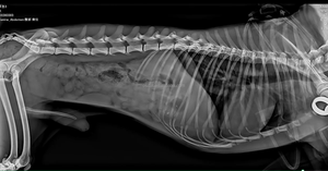 Equipo Veterinario OSCAT VA01, Sistema de Radiografía <span class=keywords><strong>Digital</strong></span> Portátil de 5.3KW con Conectividad Inalámbrica - Product Image 4