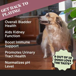 OEM/ODM Nutrición para Mascotas, Cuidado de la Salud, Golosinas Blandas para Perros, Absorción Rápida, Soporte Urinario, Salud Digestiva, Arándano - Product Image 4