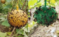 Buiten hangende tuin gereedschap fruitvliegbal fruitvliegval
