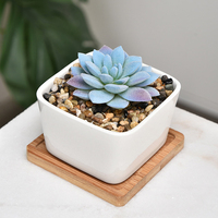 Pot en porcelaine blanche moderne simple pot succulent en céramique jardinage domestique pots de fleurs en gros
