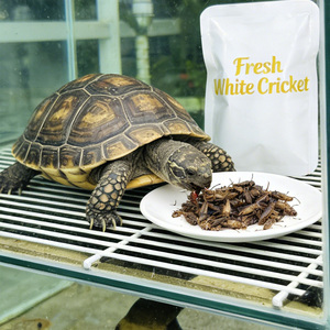 Graines de grinchettes blanches de qualité supérieure, emballées sous vide en vrac, pour animaux de compagnie, oiseaux, reptiles, alimentation naturelle riche en protéines, sans OGM, sans additifs, nourriture pour animaux - Product Image 1