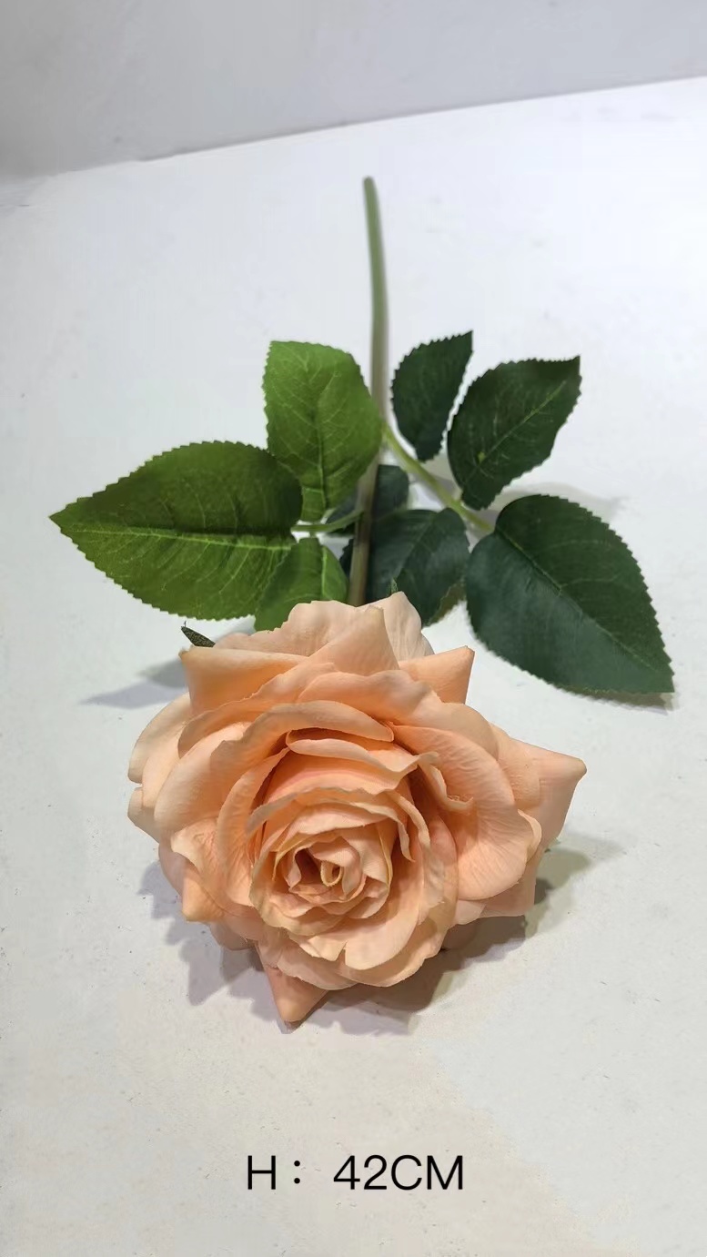 Rosa#6