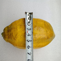 Fruits artificiels hautement réalistes et imitations de fruits de cacao, accessoires de photographie pour cafés, décoration de fruits et éléments de paysage