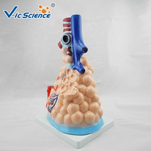 Modelo Anatómico de Alvéolo Ampliado para la Enseñanza de la Anatomía <span class=keywords><strong>del</strong></span> Sistema Respiratorio y la Enfermedad Pulmonar, con Certificación CE/ISO/ROHS/CNAS - Product Image 3