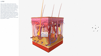 Pantalla anatómica interactiva para simulaciones de entrenamiento de estudiantes de medicina inmersiva Mesa de anatomía digital
