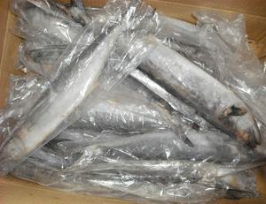 الماكريل المصيد الطازج المجمد IQF الإسبانية في الحقيبة - Product Image 4