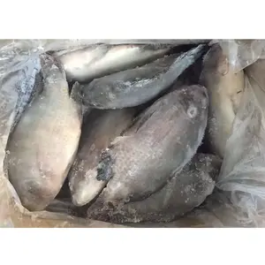 Chine exportation prix usine iqf iwp ivp rond entier wr ferme poisson congelé tilapia poisson congelé poisson tilapia