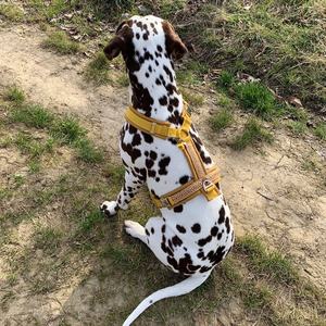 Lüks tasarımcı evcil hayvan yeleği y-koşum Boho Oem/Odm fabrika hiçbir ayarlanabilir kişiselleştirilmiş kedi koşum köpek tasması çekerek ve tasma seti - Product Image 4