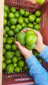 Lima sin semillas a granel Vietnam proveedor fresco exportador cítricos naturales de alta calidad al por mayor para alimentos y bebidas - Product Image 3