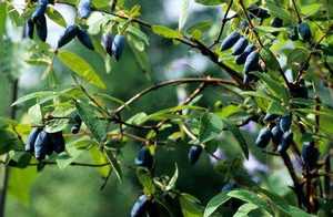 Supplément <span class=keywords><strong>de</strong></span> poudre <span class=keywords><strong>de</strong></span> baies <span class=keywords><strong>de</strong></span> Haskap <span class=keywords><strong>de</strong></span> qualité alimentaire, poudre <span class=keywords><strong>de</strong></span> Lonicera <span class=keywords><strong>Caerulea</strong></span> - Product Image 4