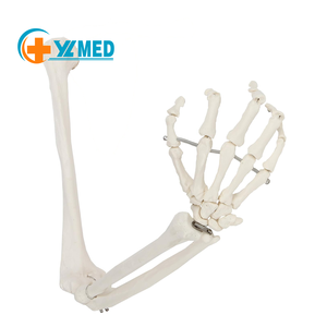 Modelo anatómico de <span class=keywords><strong>esqueleto</strong></span> de miembro <span class=keywords><strong>superior</strong></span> humano naturalmente flexible de tamaño natural para educación de estudiantes o pacientes en ciencia médica - Product Image 1
