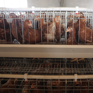 Yüksek kalite tam otomatik 3-Tier sıcak daldırma galvanizli yumurta tavuk yetiştirme kafes 10000 tavuk kümesi kullanımı kolay - Product Image 3