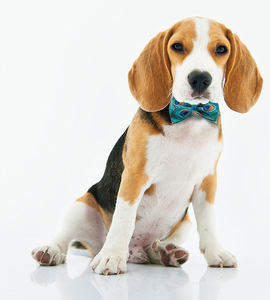 Correa de algodón personalizada de alta calidad, correa duradera con bonito patrón de lujo para perro y mascota, <span class=keywords><strong>collar</strong></span> y correa con pajarita, venta al por mayor - Product Image 6