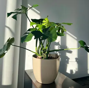 Pioneera grosir Dia pot tanaman serat Eco 30cm wadah nasi dekorasi tanaman dalam ruangan pot taman pot luar ruangan besar