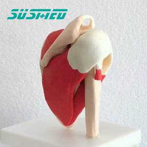 Mô Hình Giải Phẫu Khớp Vai Người Kích Thước Tự Nhiên Với Cơ Đỏ Mô Hình KHỚP VAI Khoa Học Y Tế Để Giảng Dạy - Product Image 1
