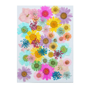 Wholesale Mixed Large Pressed Dried Flowers Pack for Resin Bookmark <strong>Phone</strong> Case Wall Decor Jewelry Crafts - Product Image 5