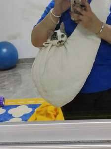 Kedi/köpek taşıyıcı küçük orta kediler için yavru 15 Lbs kadar rahat konfor taşıyıcı beyaz kedi çantası evcil hayvan taşıyıcı bakım için - Product Image 4